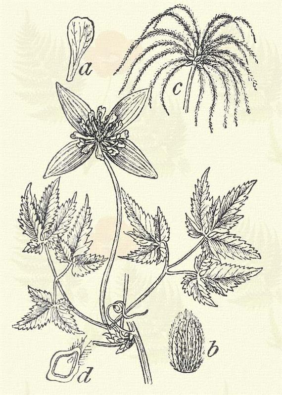 Réti bércse. Clematis integrifolia L. (Éplevelű bércse. Term. r.: Boglárkafélék. Ranunculaceae.) Évelő. 20 60 cm. Szára nem kúszik. Nyeletlen levelei tojásalakúak, kihegyezettek és épek.
