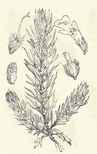 Szúrós gyöngyajak. Leonurus Cardiaca L. (Gyöngyhím, oroszlányfark, szárfű, szívfű; erősítő fű, torokgyíkfű. Term. r.: Ajakosak. Labiatae.) Évelő. 30 100 cm. Szára merev, egyenes, kevéssé szőrös.