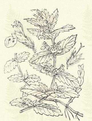 Borsos menta. Mentha piperita L. (Term. r.: Ajakosak. Labiatae.) 37. t. 5. k. Évelő. 30 60 cm. Szára kopasz vagy kissé érdes.