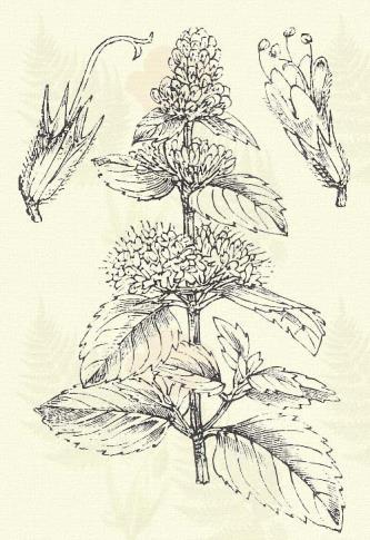 Mezei menta. Mentha arvensis L. (Ló- vagy tarlómenta. Term. r.: Ajakosak. Labiatae.) Évelő. 10 40 cm. Szára gyakran lecsepült. Tojásalakú levelei fűrészesek vagy csaknem épek.