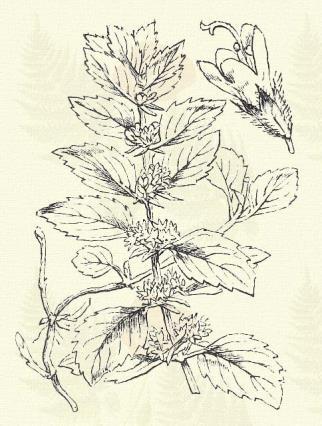 Terem vizenyős szántóföldön; árkok mentén az egész országban. 7 9. Csombor menta. Meratha Pulegium L. (Bolhaölő fű, csomborpólé, köszvény- vagy oláh menta, poláj, pólémenta, putnokfű. Term. r.