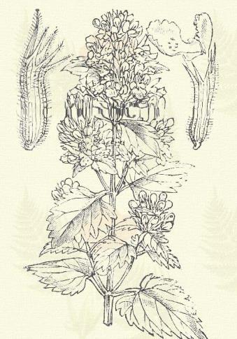 Illatos macska-menta. Nepeta Cataria L. (Erdei csombor, gyöngymenta, macskafű, macskamézfű, macskacsipkepity, macskaméhfű, macskanádrafű, mátrafű. Term. r.: Ajakosak. Labiatae.) Évelő. 10 120 cm.