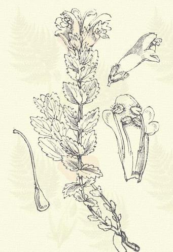 Más honi fajok: A. alpinus (Baumg.) Stern., glandulosus (Simk.) Sterra., hirsutus All., major (Ehrh.) Rchb., pulcher (Schumm.) Wimm., serotinus (Schönh.) Beck. Havasi kantusfű. Bartschia alpina L.