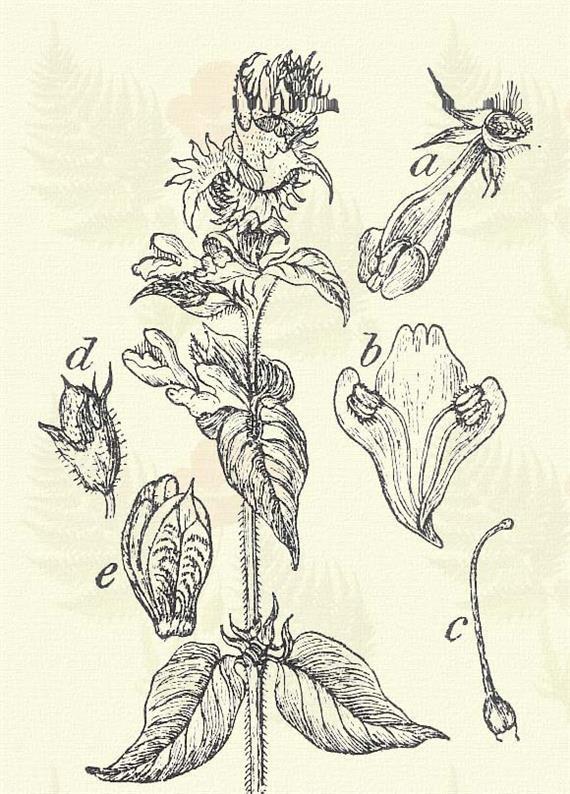 Erdei csormolya. Melampyrum sylvaticum L. (Szájatátott fintor. Term. r.: Tátogatók. Scrophulariaceae.) Egyéves. 8 20 cm. Levelei rendesen simák.