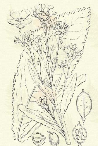 Draba nemorosa L. (Berek daravirág. Term. r.: Keresztesek. Cruciferae.) Áttelelő egyéves. 10 40 cm. Szárlevelei nem szárölelők, alapjok lekerekített.