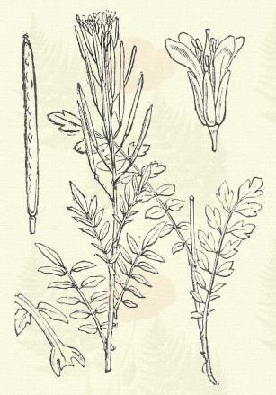 Bőjti kakuktorma. Cardamine Nasturtium (L.) Ktze. (Borserejű fű, forrási torma, kerti sása, mustár-fű, orvosi zsázsa, rézsuka, vizitorma, vizi zsázsa, zsázsa zsombor. Nasturtium officinale R. Br.