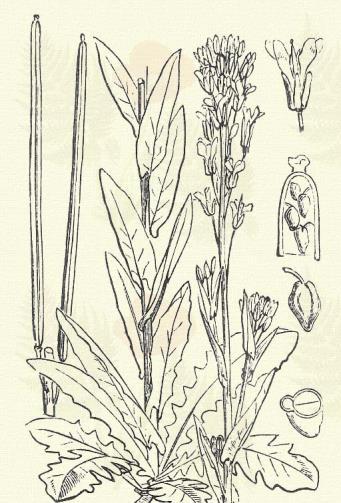 Más honi fajok: B. arcuata Rchb., stricta Andrz. Konya ikravirág. Arabis glabra (L.) Weinm. (Kopasz toronyszál, görbevirág. Turritis glabra L. Term. r.: Keresztesvirágúak. Cruciferae.) Kétéves.