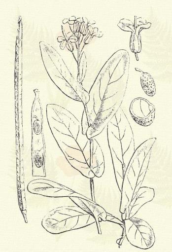 Violás repcsény. Erysimum cheiranthoides L. (Ibolya szegecs, ibolyaforma repcsény. Term. r.: Keresztesvirágúak. Cruciferae.) 43. t. 5. k. Egyéves. Áttelelő egyéves. 30 60 cm.