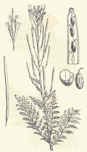 : Keresztesvirágnak. Cruciferae.) Egyéves. 25 100 cm. Szára pelyhes. Levele szárnyasan és finoman hasogatott. Virágai aprók, sárgák.