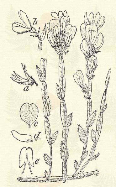 Szőrös rekettye. Genista pilosa L. (Term. r.: Hüvelyesek. Leguminosae.) Cserje. 10 25 cm. Szára lecsepült.