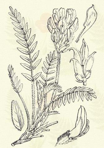 Oxytropis campestris (L.) DC. (Csajkár, hegyes-csónak, mezei bóka, sajkorr, savarog, árcsónak. Term. r.: Hüvelyesek. Leguminosae.) Évelő. 5 15 cm. Szára rövid, levelei tőleveleknek látszanak.