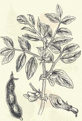 Főzelék lencse. Lens esculenta Mönch. (Ervum lens L. Term. r.: Hüvelyesek. Leguminosae.) Egyéves. 15 40 cm. Szára felegyenesedő, pelyhes.