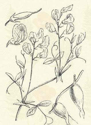 Kacstalan lednek. Lathyrus Nissolia L. (Fűlevelü lednek. Term. r.: Hüvelyesek. Leguminosae.) Egyéves. 15 35 cm.