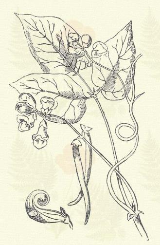 Fehér ákácz. Robinia Pseudacacia L. (Ágácz-, ágáczifa, ákácz csipke, czédrusfa, kökörnifa, koronafa, magyarfa. Term. r.: Hüvelyesek. Leguminosae.) 45. t. 1. k. Fa. 25 m. Fiatal ágai kopaszok.