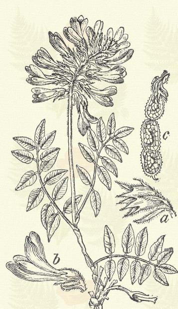 Ernyős patkóczím. Hippocrepis comosa L. (Kovácsczímer, lóköröm, patkófű. Term. r.: Hüvelyesek. Leguminosae.) 47. t. 5. k. Évelő. 8 30 cm. Levelének 9 15 levélkéje hosszúkás v. visszástojásalakú.