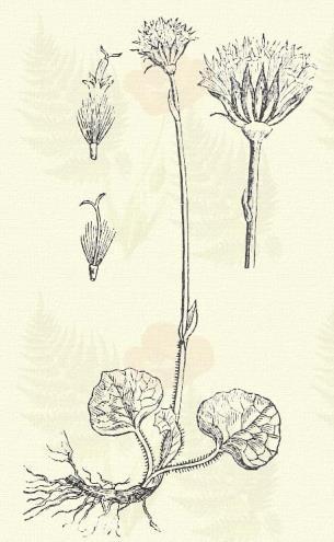 Közönséges acsalapú. Petasites hybridus (L.) G. M. Sch. (Kalapfű, kalapos szatyú, mirigyfű, nagy édes lapú, kalaplapú. Petasites officinalis Mönch. Term. r.: Fészkesek. Compositae.) Évelő.