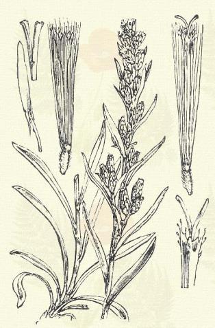 Erdei gyopár. Gnaphalium sylvaticum L. (Term. r.: Fészkesek. Compositae.) Évelő. 20 40 cm. Vesszős szára fehér molyhú.
