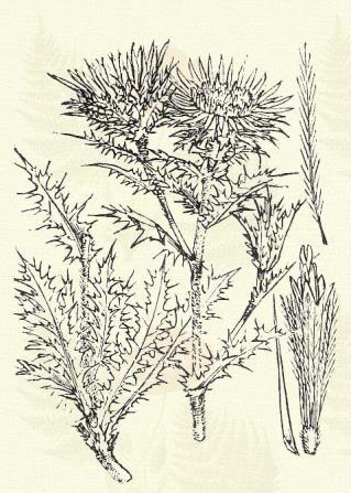 Carlina vulgaris L. (Term. r.: Fészkesek. Compositae.) Kétéves. Áttelelő egyéves. 15 50 cm. Szára felső részében többnyire bugásan ágas.