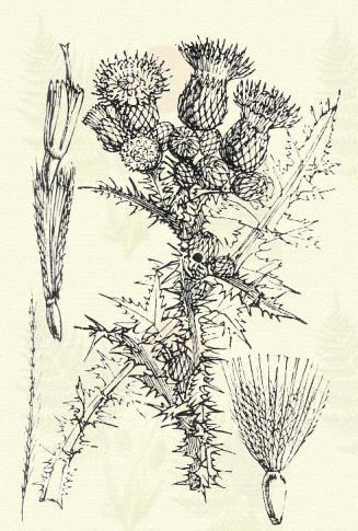 Terem nedves réteken, patakok szélén, az egész ország hegyvidékén, helyenként az Alföldön is. 7 8. Rövidfészkű bogács. Cirsium brachycephalum, Juratzka. (Term. r.: Fészkesek. Compositae.) Kétéves.