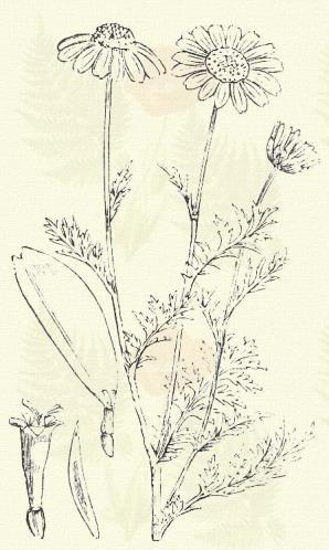 Rutén pipitér. Anthemis ruthenica MB. (Term. r.: Fészkesek. Compositae.) Egyéves. 15 30 cm. Az egész növény berzedő szőröktől szürkén molyhos, különben az előbbihez hasonló.