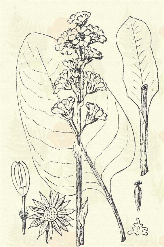 Lókörmű marti-lapú. Tussilago Farfara L.