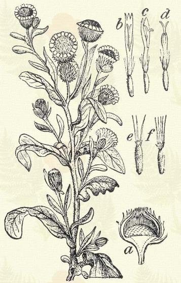 Pompás örvénygyökér. Inula Helenium L. (Imola, sertecsék. Term. r.: Fészkesek. Compositae.) Évelő. 1 1 5 m. Szára felül borzas és kevéssé ágas.