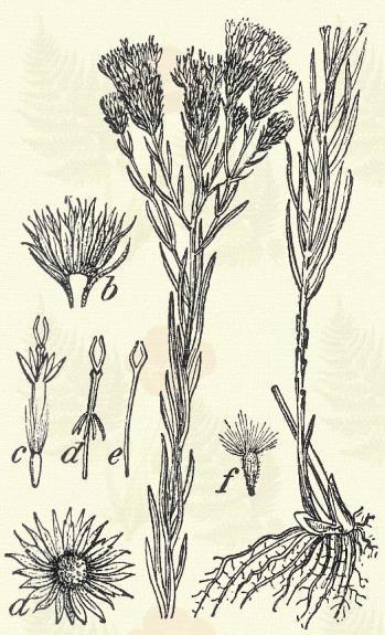 Terem napos, szikár dombokon, homokbuczkákon a Kárpátok déli lejtőitől az egész országban. 7 10. Százszorszép gerepcsin. Aster Bellidiastrum (L.) Scop. (Rukerczlevelű árnyékfű, szépike. Doronicum.