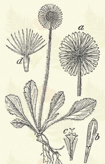 Bóbitás küllőrojt. Erigeron acer L. (Vesszőcske-fű. Term. r.: Fészkesek. Compositae.) 52. t. 3. k. Kétéves. Évelő. 15 60 cm. Szára érdes és kevéssé ágas.