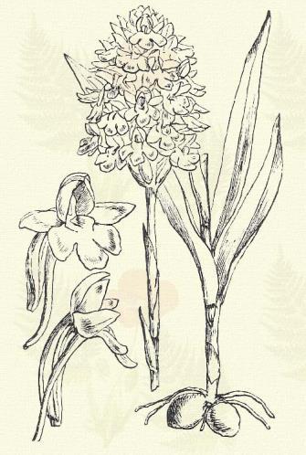 Illata a buzavirágéra emlékeztet. Terem erdei tisztásokon, kaszálókon, gyepükben szórványosan hazánk hegyvidékén. 4 5. Más honi fajok: O. cordigera Fr., elegans Heuff., incarnata L., latifolia L.