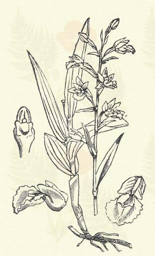 belső oldalon pirosas belső lepellevelek. Pilis-ajaka fehér, piros-csíkos. Terem vizenyős réteken, gyepükben, lápokban, szórványosan az egész országban. Az Alföldön sok helyt hiányzik. 6 7.