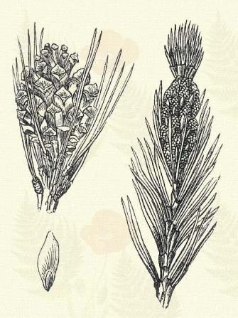 Kitünő szerszám- és tüzelőfát szolgáltat. Szurkot, gyantát és terpentinolajat készítenek belőle. Fekete fenyő. Pinus nigra Arn. (Sötét vagy vad fenyő. Pinus austriaca Tratt., nigricans Host. Term. r.