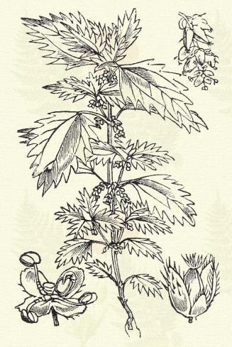 L., pyrenaica Whlbg., remota L., rigida Good., rostrata With., rufa L., rupestris All., secalina Whlbg., sempervirens Vill., strigosa Huds., supina Whlbg., teretiuscula Good., tomentosa L.