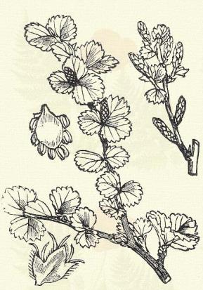 Más honi fajok: B. carpatica W. et K., humilis Schrk., pseudocarpatica Simk. E rendbe sorolható még: Abies (XXI. o. 1. r.), Larix (XXI. o. 1. r.), Mercurialis (XXII. o. 8. r.), Picea (XXI. o. 1. r.), Pinus (XXI.