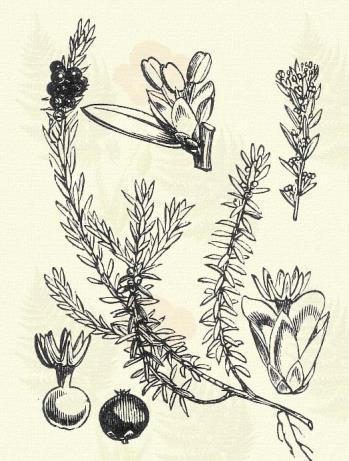Barkája laza virágú, rövid kocsányú. Terem hazánk havasainak törmelékes, füves helyein. 6 7. Más honi fajok: S. appendiculata Vill. (grandifolia Sér.), arbuscula L., bicolor Ehrh., daphnoides Vill.