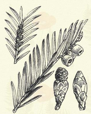 E rendbe sorolható: Atriplex (XXI. o. 5. r.), Rhamnus cathartica (V. o. 1. r.), Ribes (V. o. 1. r.), Salix pentandra (XXII. o. 2. r.). 6. rend: Hatporzósak. Hexandria. A porzók száma hat, szabadok.