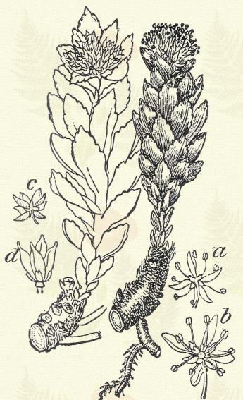 Fája úgy használható, mint a többi nyáré. Más honi fajok, illetőleg fajváltozatok: P. Bachofeni Wierzb. croatica W. et K. media Schur. pannonica Kit. balsamifera L. monilifera Ait.
