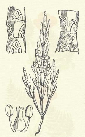 2. rend: Kétbibeszálúak. Digynia. Ide tartoznának: Callitriche (XXI. o. 1. r.), Chenopodium (V. o. 2. r.), Corispermum (V. o. 2. r.), Salicornia (I. o. 1. r.). 5 * 2. II. osztály: Kétporzósak.