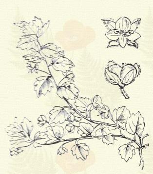 Városi verónika. Veronica polita Fr. (Term. r.: Tátogatók, Scrophulariaceae.) Egyéves. Áttelelő egyéves. 7 30 cm.