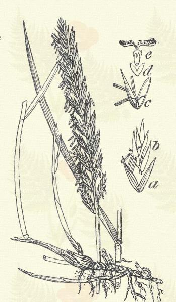 Triticum repens. L. (Helyesebben: Agropyrum repens (L.) Beauv. Buzaperje v. buzalevelű fű, ebgyógyító pázsit v. gyökér, kutyaperje, lábasperje.) Évelő. 30 120. Töve számos hosszú taraczkot hajt.