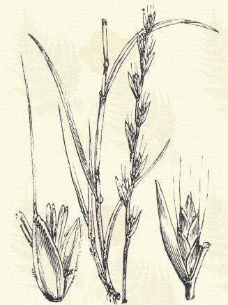 Aegilops cylindrica Host. (Kalászbog v. kalászbojt.) Egyéves. 20 50. Kalásza hengeres, 5 11 kalászkából összetett.