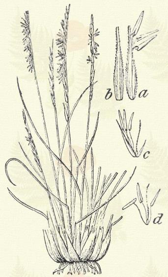 Nardus stricta L. (Hajszálfű, magár, merő nárdus, síkos szőr- vagy tőrfű.) Évelő. 10 30. Töve sűrű, párnás gyepet hajt. Levelei be vannak göngyölődve, serteneműek. Szára vékony, czérnaszerű.