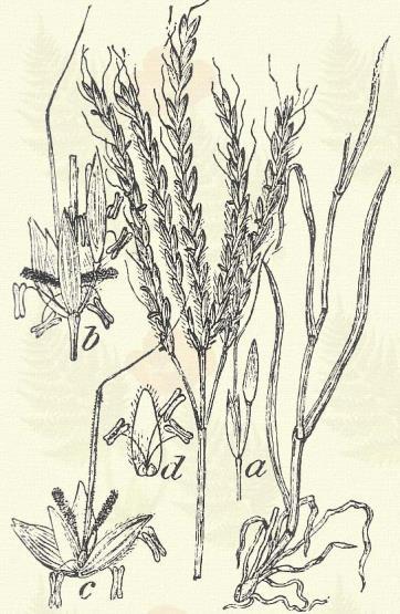Pirók ujjasmuhar. Digitaria sanguinale (L.) Scop. (Mannaköles, vérmuhar. Panicum sanguinale L.) Egyéves. 15 60. Töve térdelt, lecsepült és rendesen gyökerező.