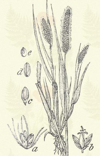 Zöld muhar. Setaria viridis (L.) Beauv. Egyéves. 20 80. Álfűzére nincs megszaggatva; szára hengeres, a kalász alatt fölfelé görbülő fogaktól érdes: lefelé simítva ragad.
