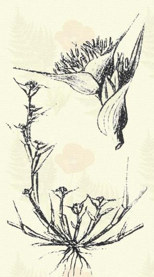 Milium effisum L. (Pongyola v. ziláltfejű köles-perje.) 5. t. 3. k. Évelő. 100 150. Töve terjedő; szára vékony és fényes. Zilált bugája nagy, 30 cm h. és terebélyes; többnyire 5 ágú örvökkel.