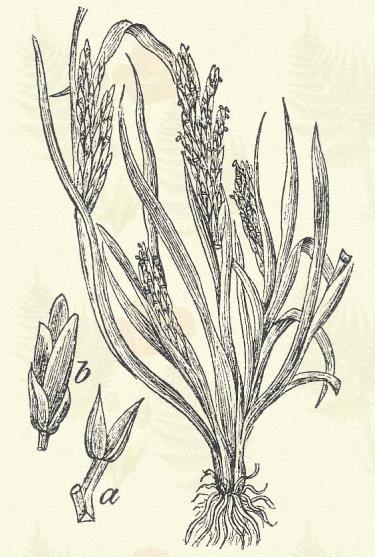 Egynyári perje. Poa annua. L. Egyéves. Áttelelő egyéves. 10 30. Töve gyepes. Szára alul térdelt, levele 2 5 mm széles, kihegyezett; hüvelye kissé összenyomott.