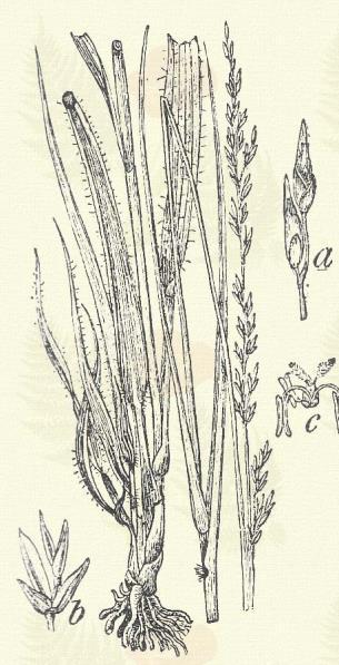 Molinia coerulea (L.) Mnch. (Kék perje.) Évelő. 15 100. Töve terjedő. Szára csak közvetetlen a gyökér fölött bütykös. Bugája 20 40 cm hosszú, keskeny; kalászkái a tengelyhez simulók, palaszinkékek.