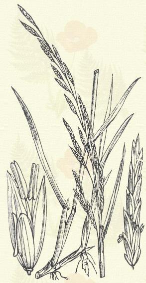 Boszorkánykása, csiksás, édpázsit, fodorsás, harmatcsenkesz, mannakása, mézpázsit, szikperje.) 4. t. 2. k. Évelő. 120 200. Messze kúszó taraczkot hajt.