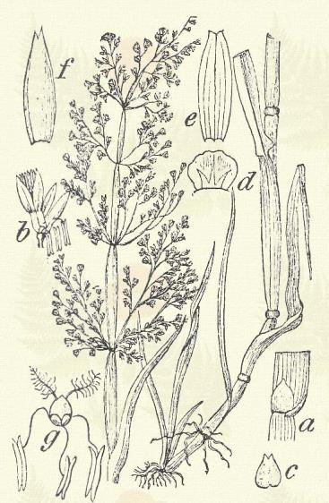 Más honi fajok: G. loliacea Huds., nemoralis Uechtr et Körn., plicata Fr. Vízi szűk-perje. Catabrosa aquatica (L.) Beauv. (Sárfű, vízi nápicz.) Évelő. 20 60. Töve terjedő.