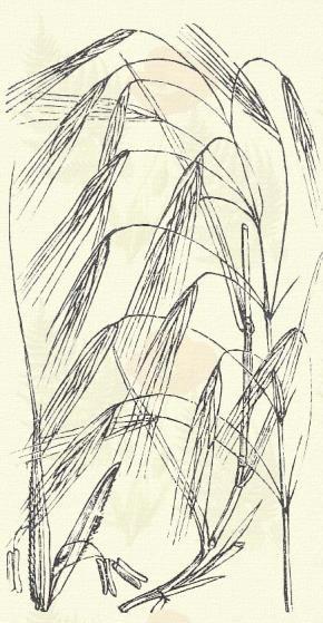 Berzedt rozsnok. Bromus squarrosus L. Áttelelő egyéves. Egyéves. 20 60. Levelei szőrösek; nyelvecskéje legfeljebb 2 mm. h. Bugája nagy ( 20 cm.