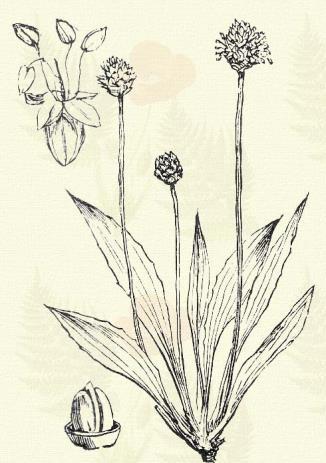 Hagymalevelű utilapu. Plantago maritima L. (Szíki, tengeri v. tengerparti útifű. Term. r.: Utilapufélék. Plantaginaceae.) Évelő. 15 60. Vékony, hengeres gyökere 40 50 cm, sőt hosszabb; töve ágas.